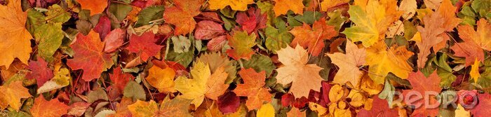 Canvas Kleurrijk seizoengebonden de herfstpatroon als achtergrond, Trillend tapijt van gevallen bosbladeren.