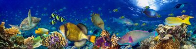 Canvas Kleurrijke brede onderwater koraalrif panorama banner achtergrond met veel vissen schildpad en mariene leven