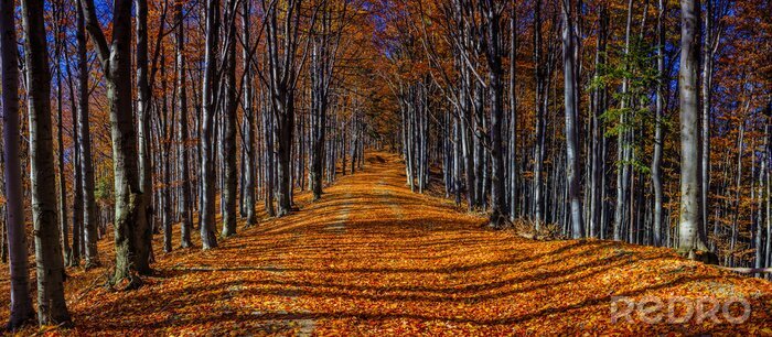 Canvas Kleurrijke herfst bomen