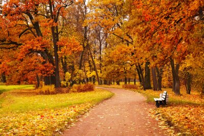 Canvas kleurrijke herfst bomen in park