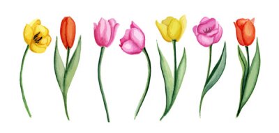 Canvas Kleurrijke illustratie met tulpen