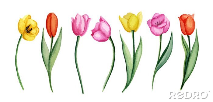 Canvas Kleurrijke illustratie met tulpen