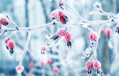 Canvas kleurrijke mooie tak met rijpe rode bessen van wilde roos bedekt met witte ijzig kristallen van frost in de wintertuin