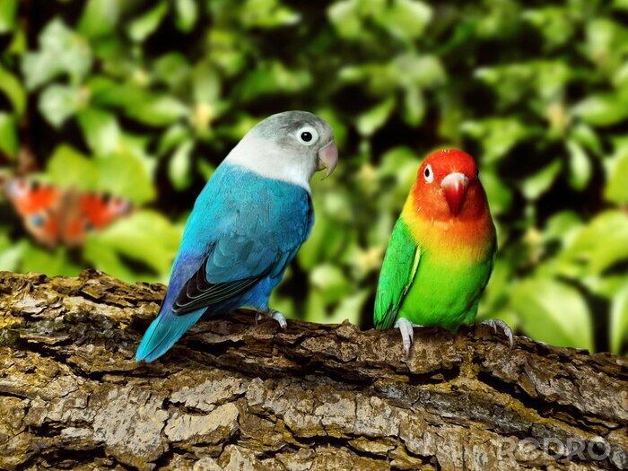 Canvas Kleurrijke papegaaien zittend op de boom