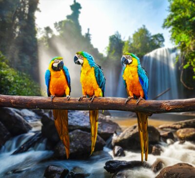 Kleurrijke papegaaivogels