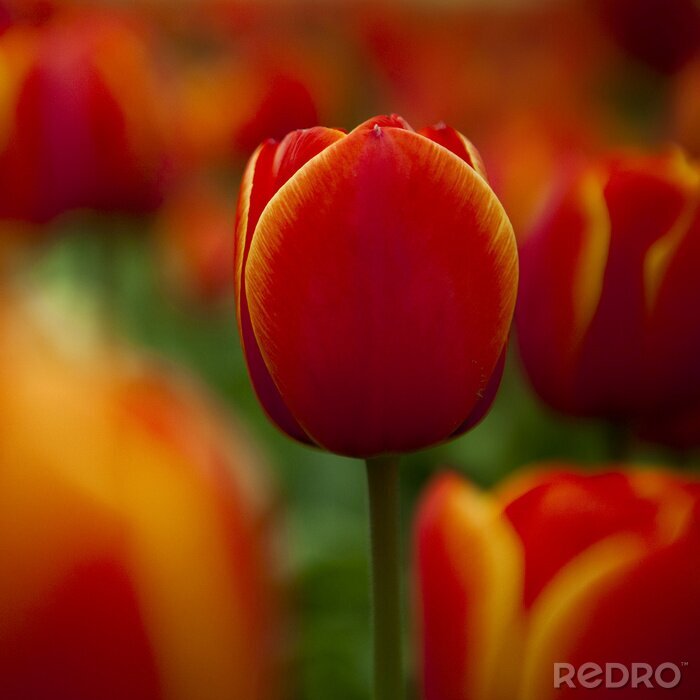 Canvas Kleurrijke tulpen
