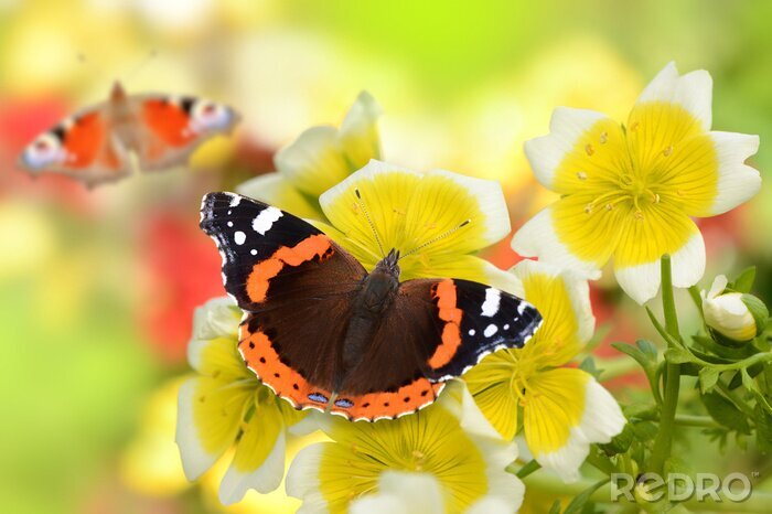 Canvas Kleurrijke vlinders