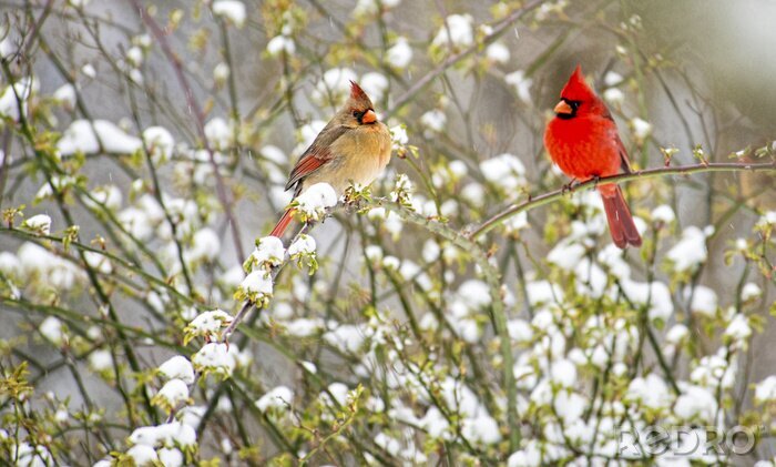 Canvas Kleurrijke vogels in de winter