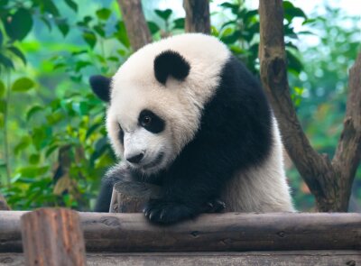 Canvas Klimmende panda