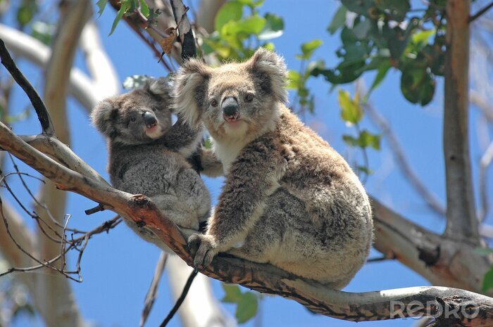Canvas Koala beren op bomen in Australië