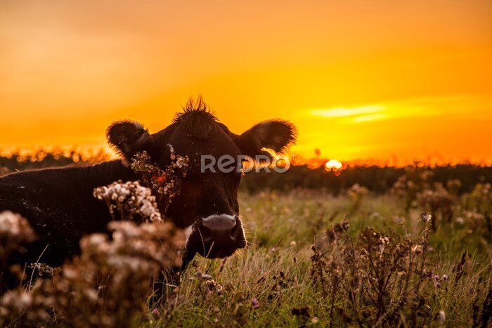 Canvas Koe in een weiland met een prachtige zonsondergang op de achtergrond