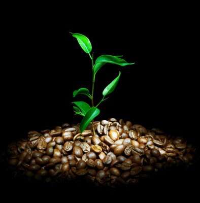 Koffiebonen en een groene plant