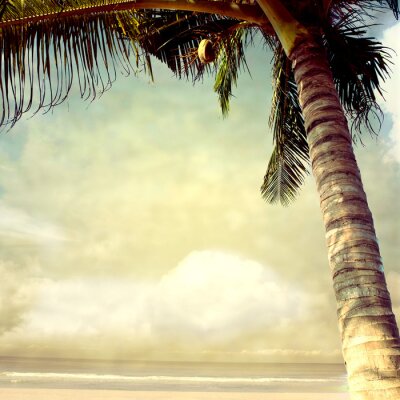 Kokospalm op het strand