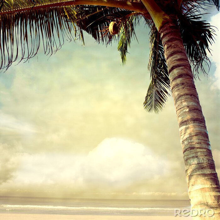 Canvas Kokospalm op het strand