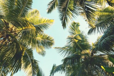 Kokospalmbomen op een hemelachtergrond