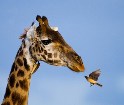 Kolibrie met giraf in Afrika