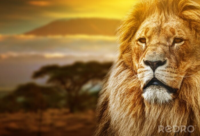 Canvas Koning van de savanne