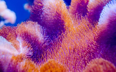 Canvas koraal in diepe blauwe zee