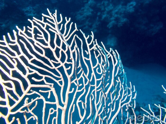Canvas Koraalrif met gorgonian op de bodem van tropische zee
