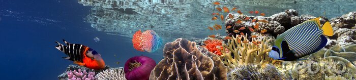 Canvas koraalrif vissen in 3D