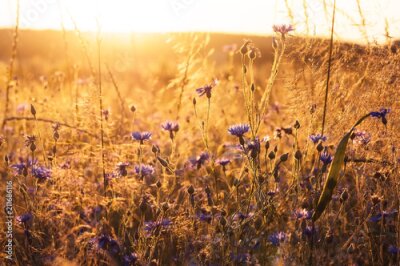 Korenbloemen in een veldweide in de zon