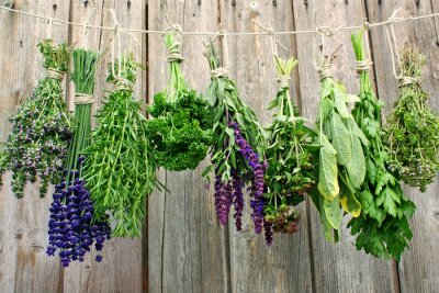 Kruiden om te drogen