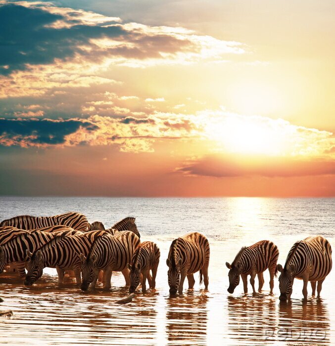 Canvas Kudde dieren in het water