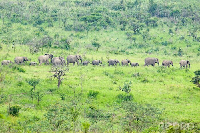 Canvas Kudde olifanten in de borstel in Umfolozi Game Reserve, Zuid-Afrika, in 1897 opgericht