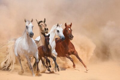 Kudde paarden galopperend door de woestijn
