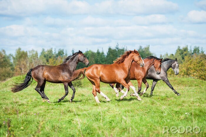 Canvas Kudde paarden in galop