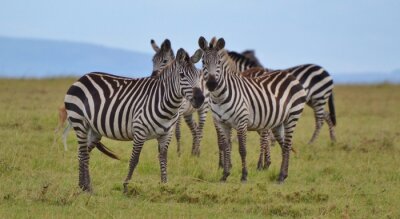 Kudde van Zebra