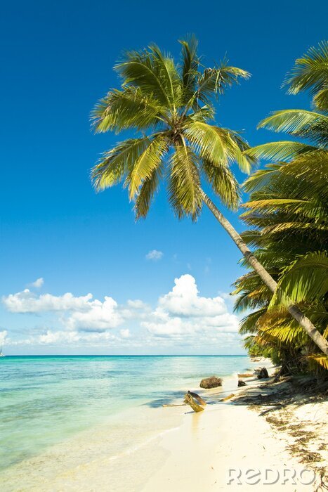 Canvas Kust met groene palmbomen