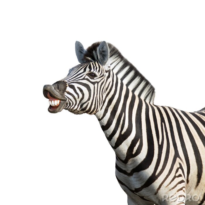 Canvas Lachen Zebra