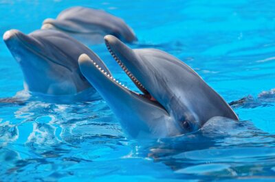 Lachende dolfijn