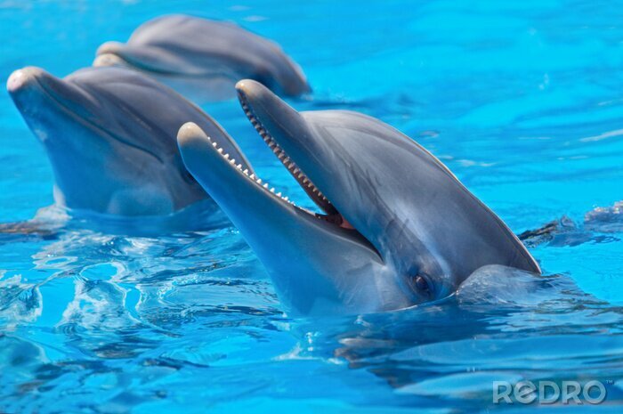 Canvas Lachende dolfijn