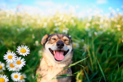 Canvas Lachende hond in bloemen