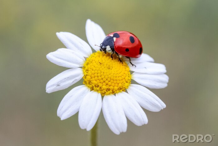 Canvas ladybug on a flower