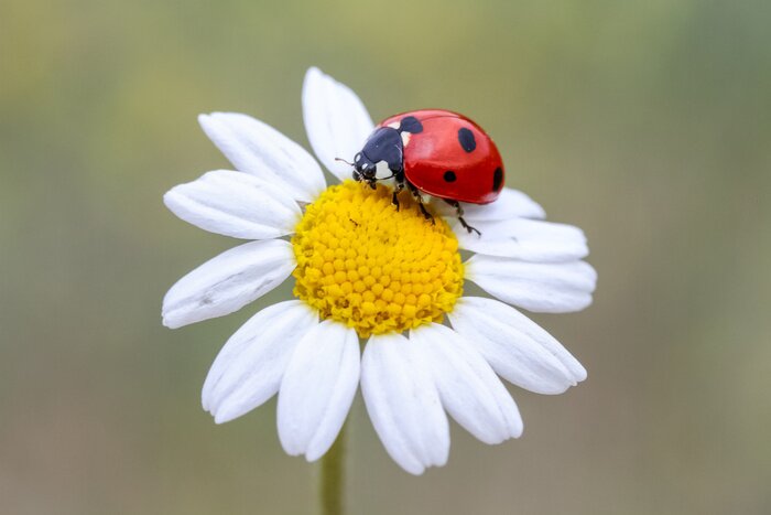 Canvas Ladybug on a flower