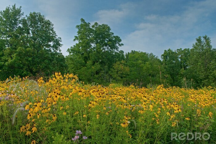 Canvas Landscape of a summer wildflower prairie with yellow and purple coneflowers, Michigan, USA