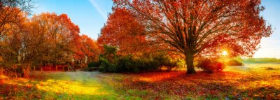 Canvas Landschap in de herfst met grote eikeboom