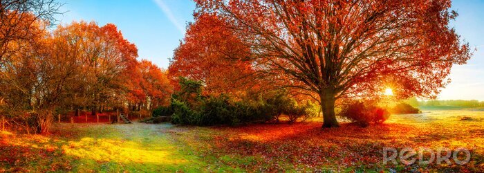 Canvas Landschap in de herfst met grote eikeboom