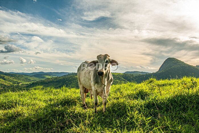 Canvas Landschap met een koe op een groene weide