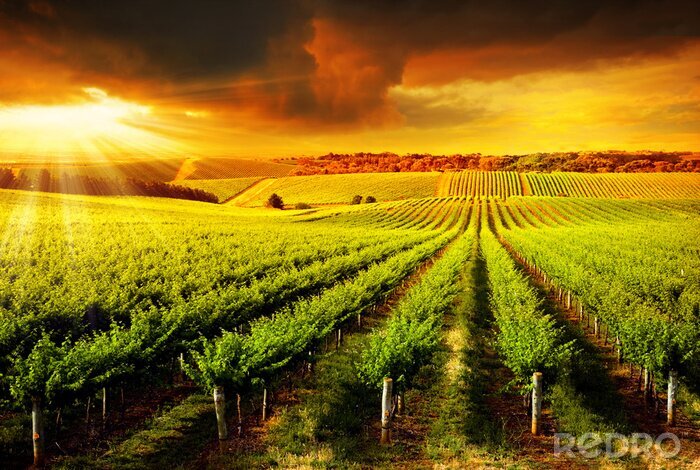 Canvas Landschap met een wijngaard bij zonsondergang