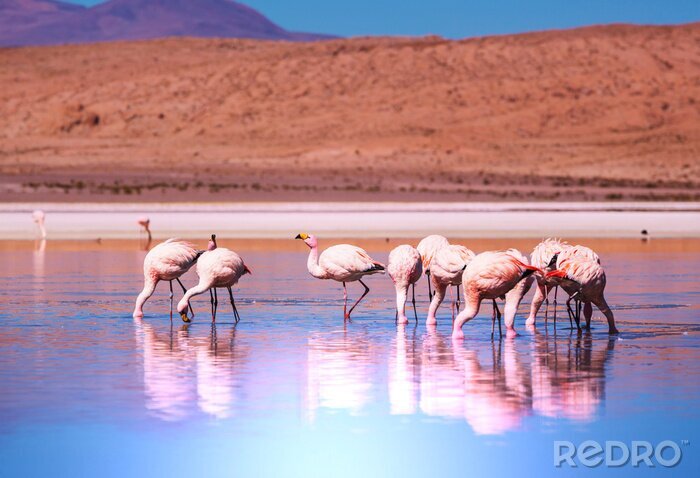 Canvas Landschap met flamingo's in het water