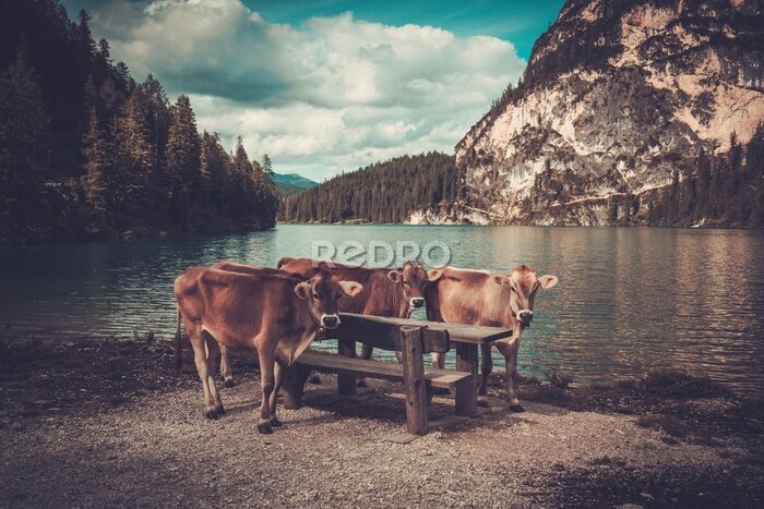 Canvas Landschap met koeien tegen de achtergrond van een bergmeer