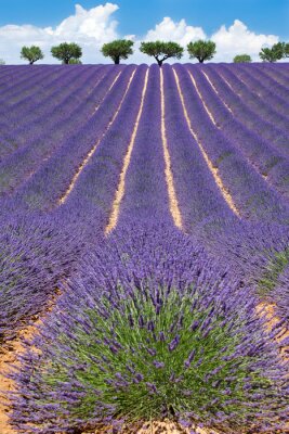 Landschap met lavendel in bloei