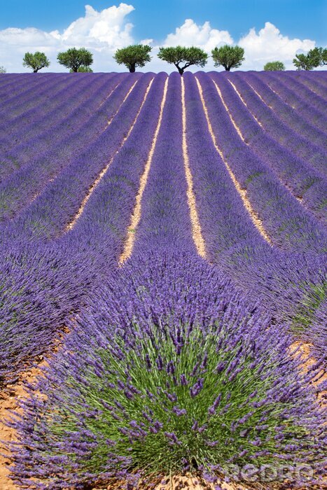 Canvas Landschap met lavendel in bloei