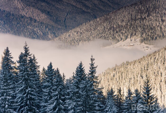 Canvas Landschap van de winter bergen. Uitzicht op besneeuwde naaldbomen in mist bij zonsopgang en vilage afstand