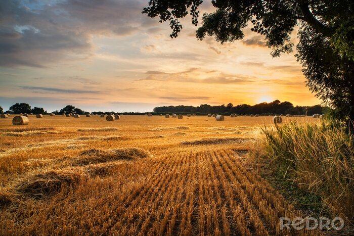 Canvas Landschap van een veld bij zonsondergang