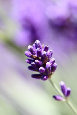 Canvas Lavendel bloem